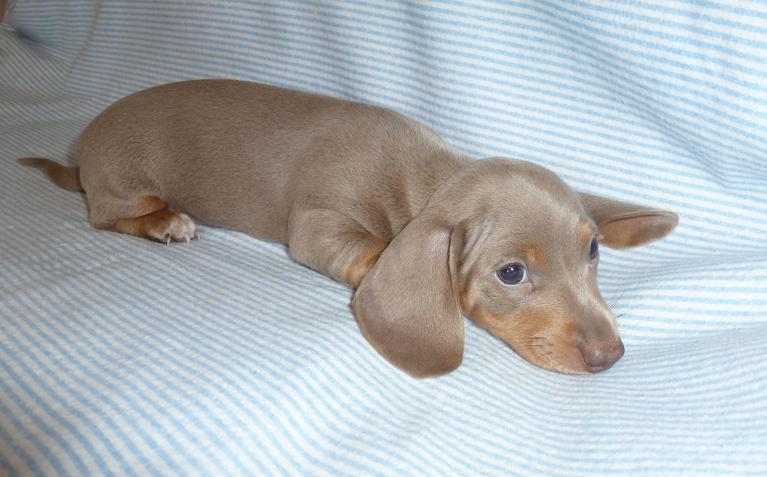 Dachshund Puppies